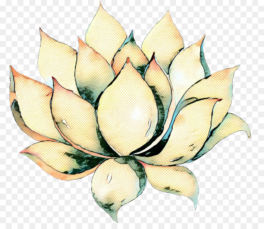 Succulente Colorée，Feuilles PNG