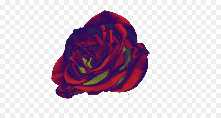 Les Roses De Jardin，Rose PNG