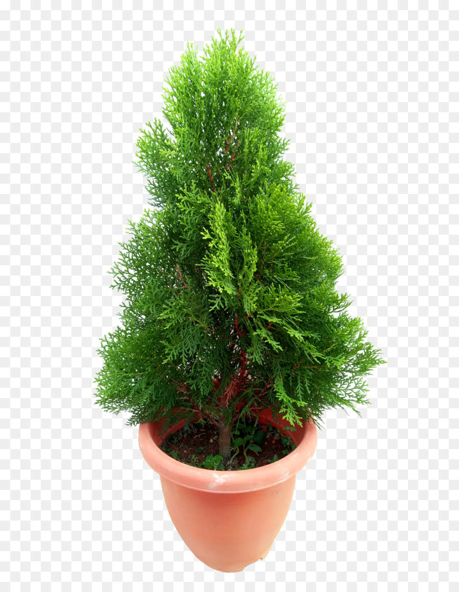 Plante En Pot，Vert PNG