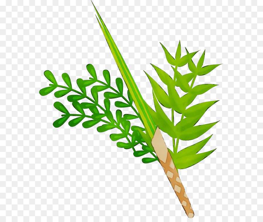 Les Palmiers，Tige De La Plante PNG