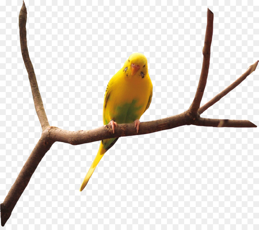 Perruche Ondulée，Oiseau PNG