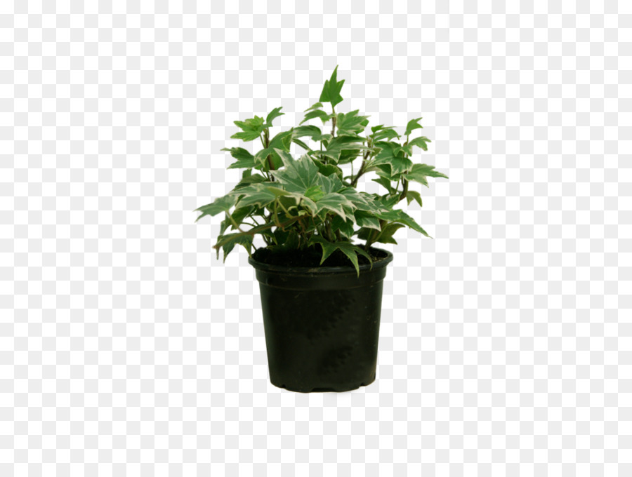 Plante Verte En Pot，Feuillage PNG