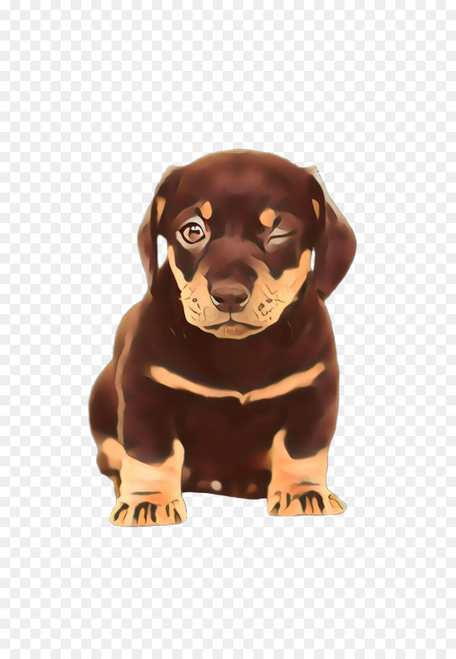 Race De Chien，Teckel PNG