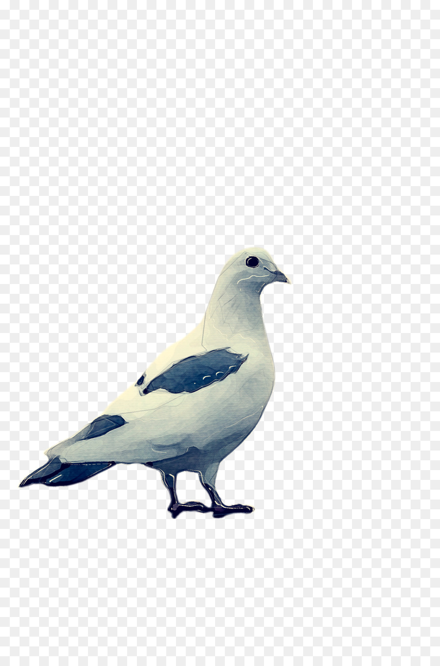 Pigeon Colombin，Les Pigeons Et Les Colombes PNG