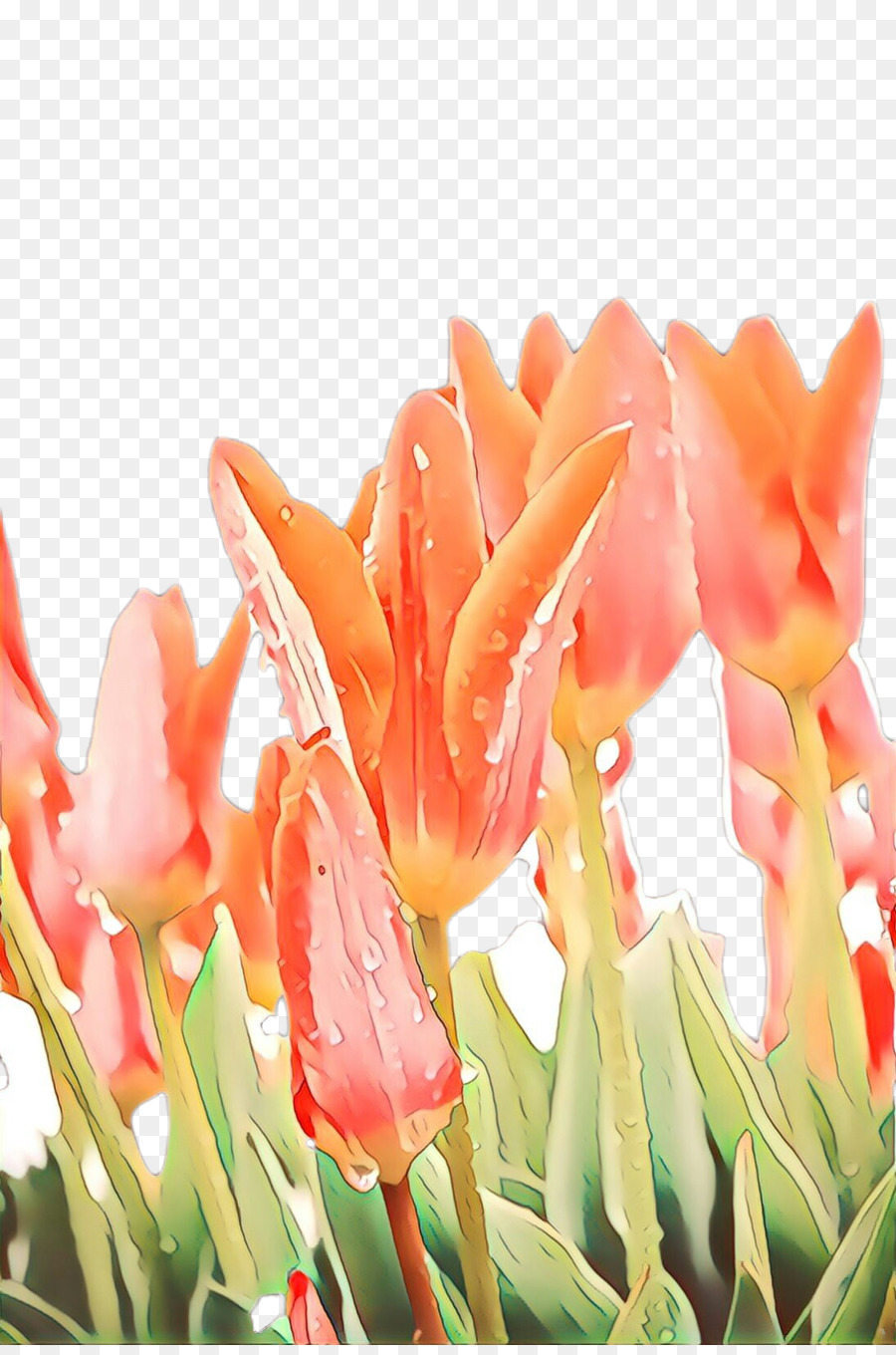 Tulip，Les Fleurs Coupées PNG