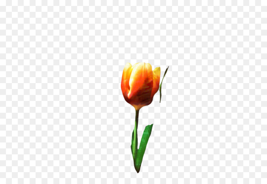 Tulipes Jaunes，Tulipes PNG