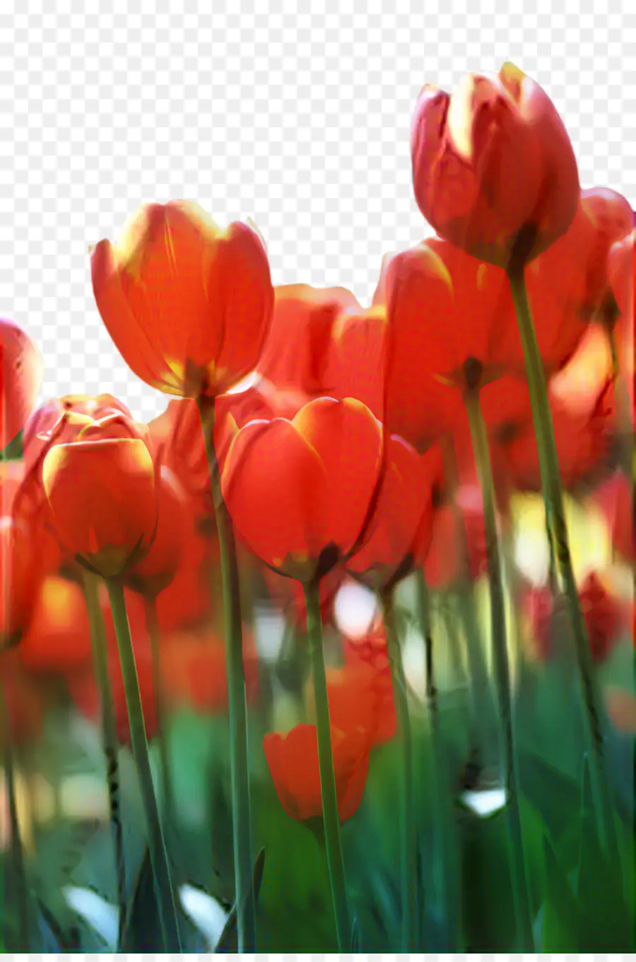 Tulipes Rouges，Jardin PNG