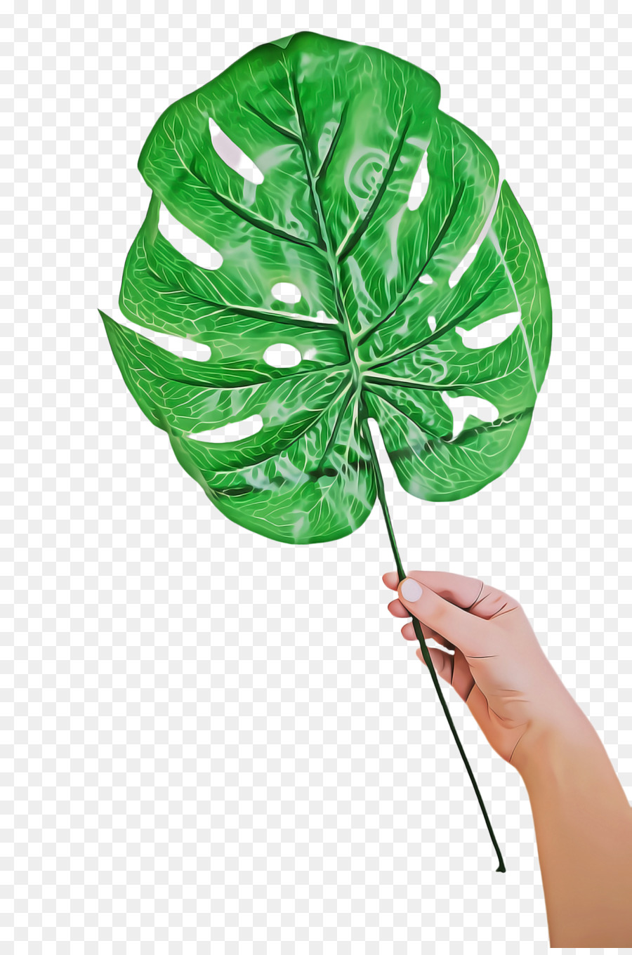 Feuille，Vert PNG