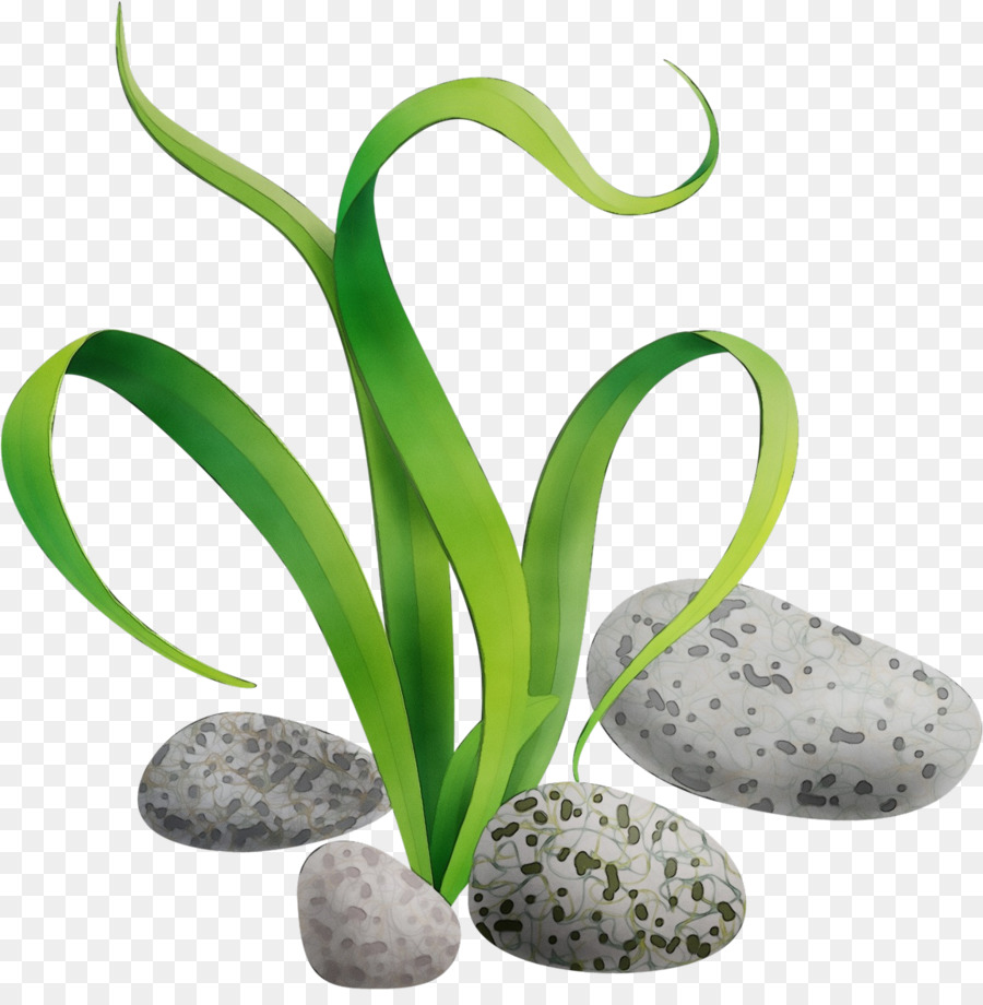 Fleur，Tige De La Plante PNG