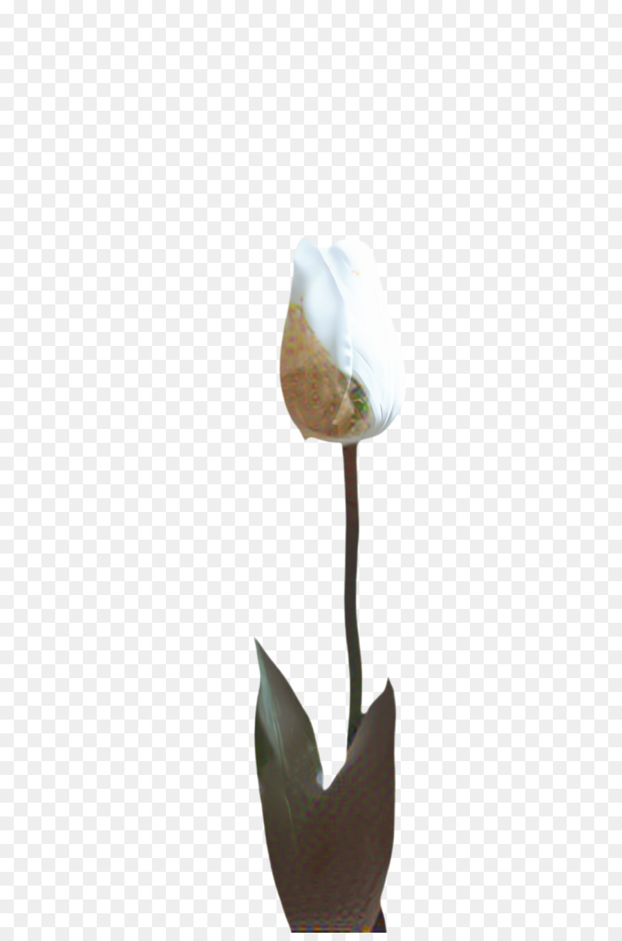 Arum Lys，Vase PNG