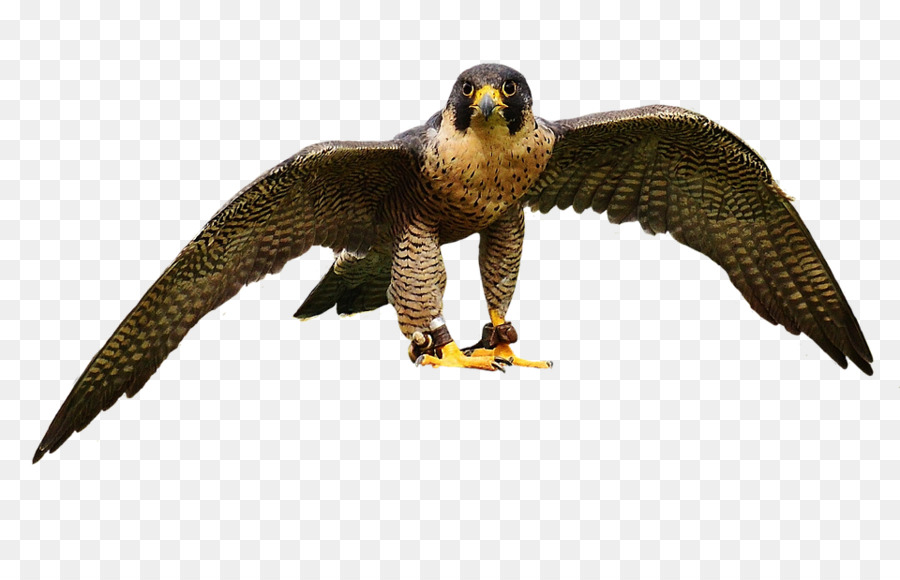 Oiseau De Proie，Falcon PNG