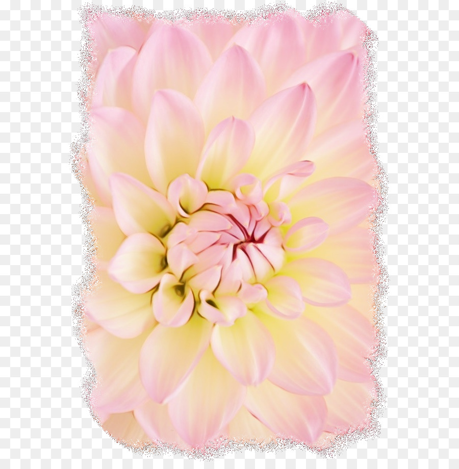 Chou Rose，Design Floral PNG