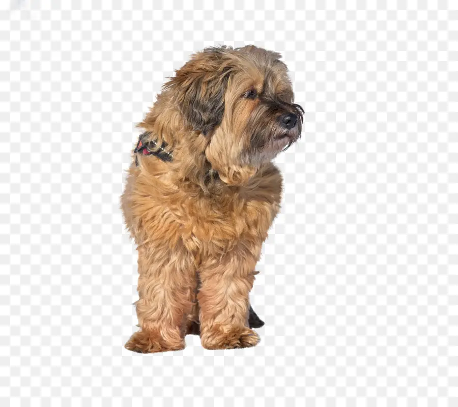 Terrier Tibétain，Schnoodle PNG