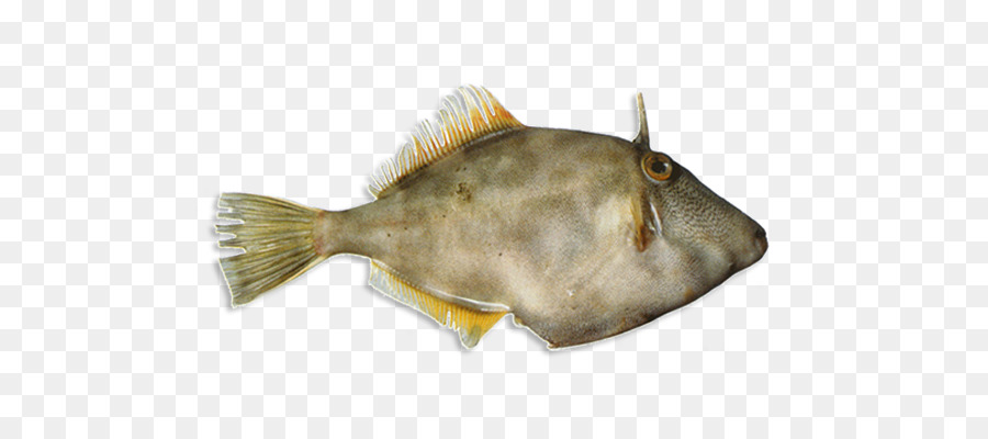 Poisson，Flétan PNG