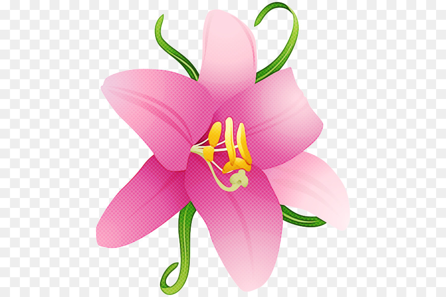 Lys，Fleur PNG