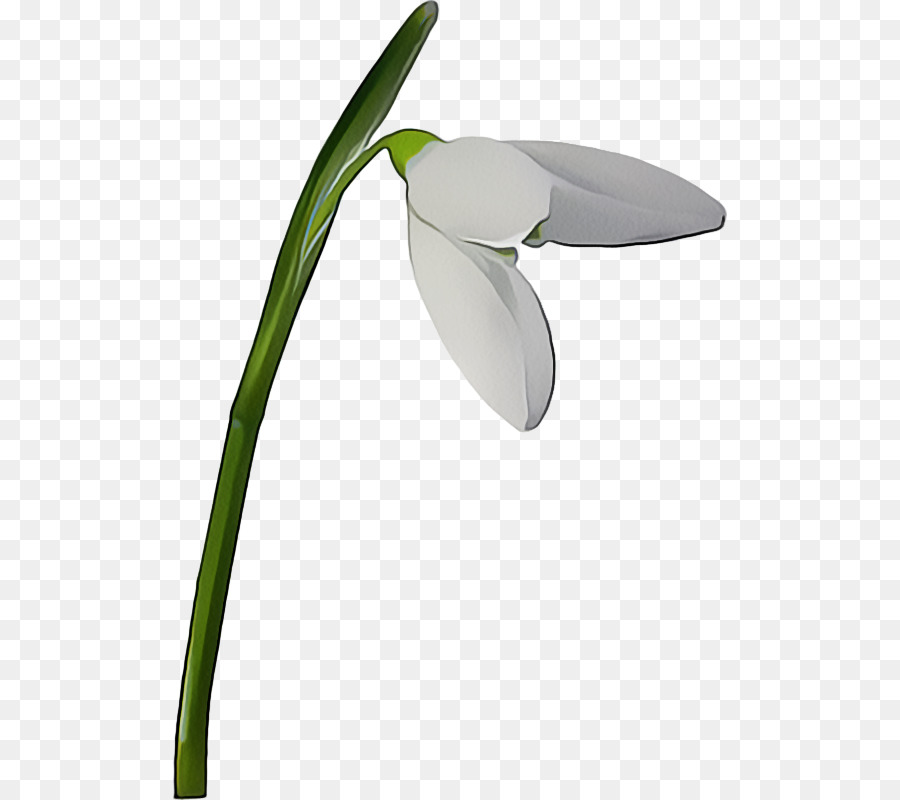 Fleur，Fleurir PNG