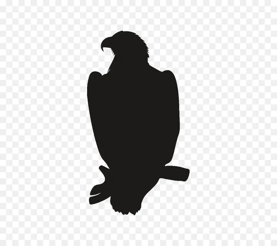 Aigle Silhouette，Rapace PNG