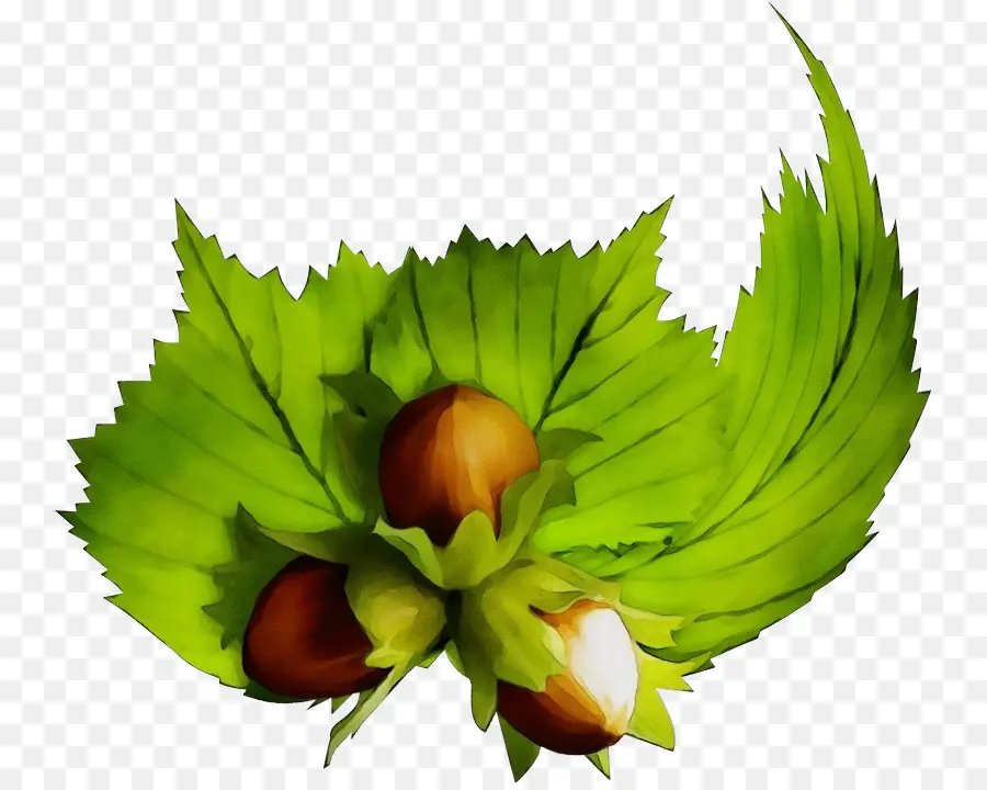 Noisettes，Feuilles PNG