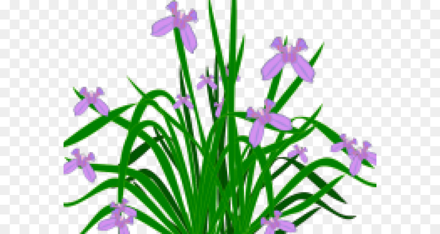 Les Plantes，Iris Barbus PNG