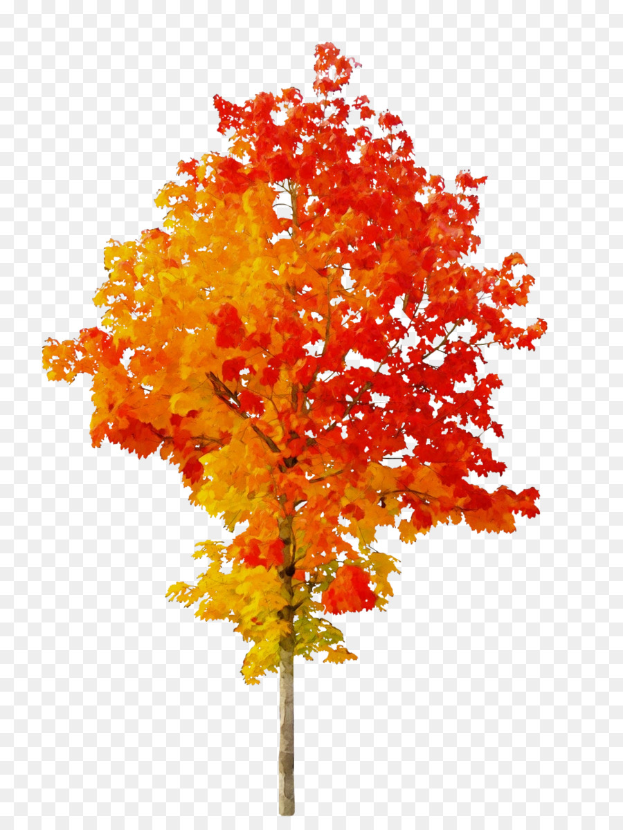 Arbre D'automne，Feuilles PNG