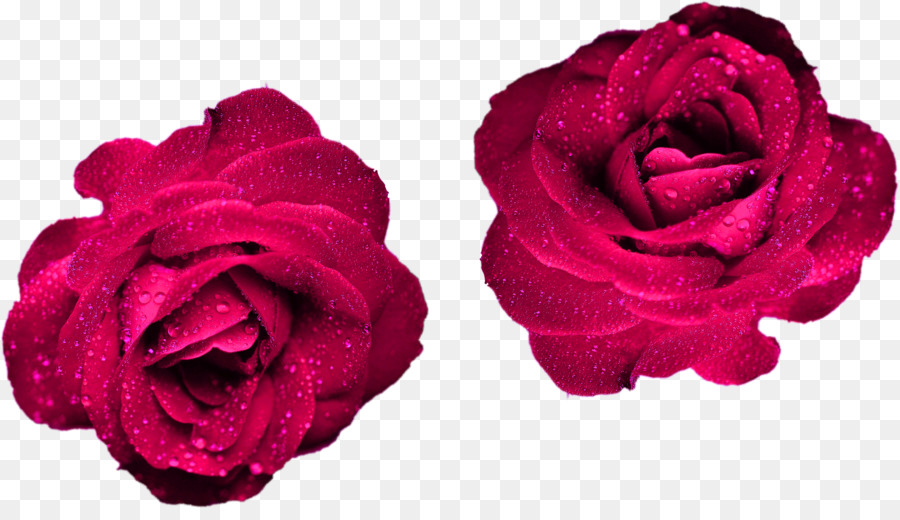 Rose Bleue，Rose PNG