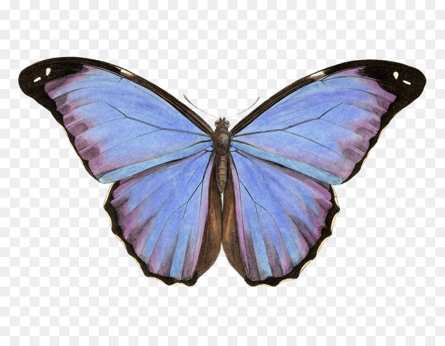 Papillon，Insecte PNG