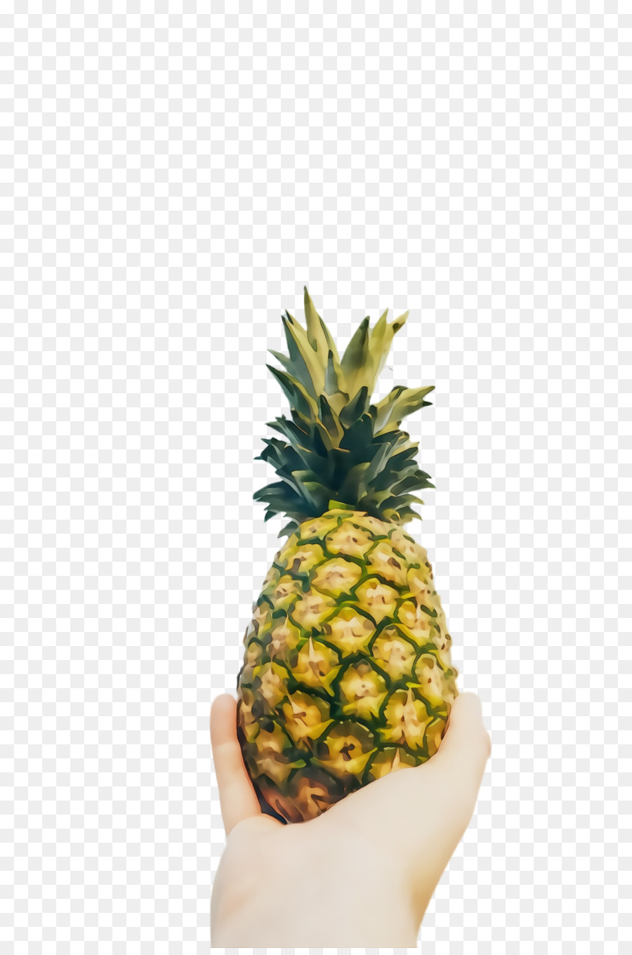 L'ananas，Flowerpot PNG