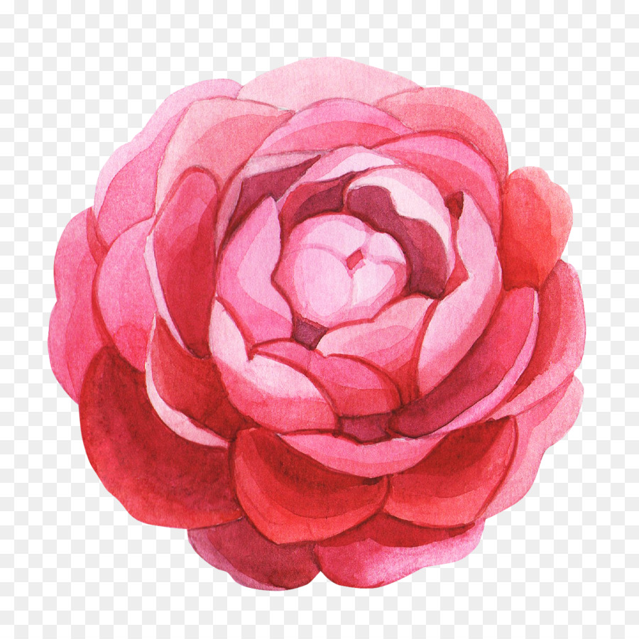 Rose，Floraison PNG