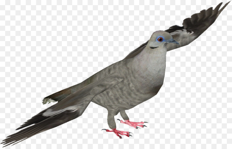 Les Pigeons Et Les Colombes，Oiseau PNG