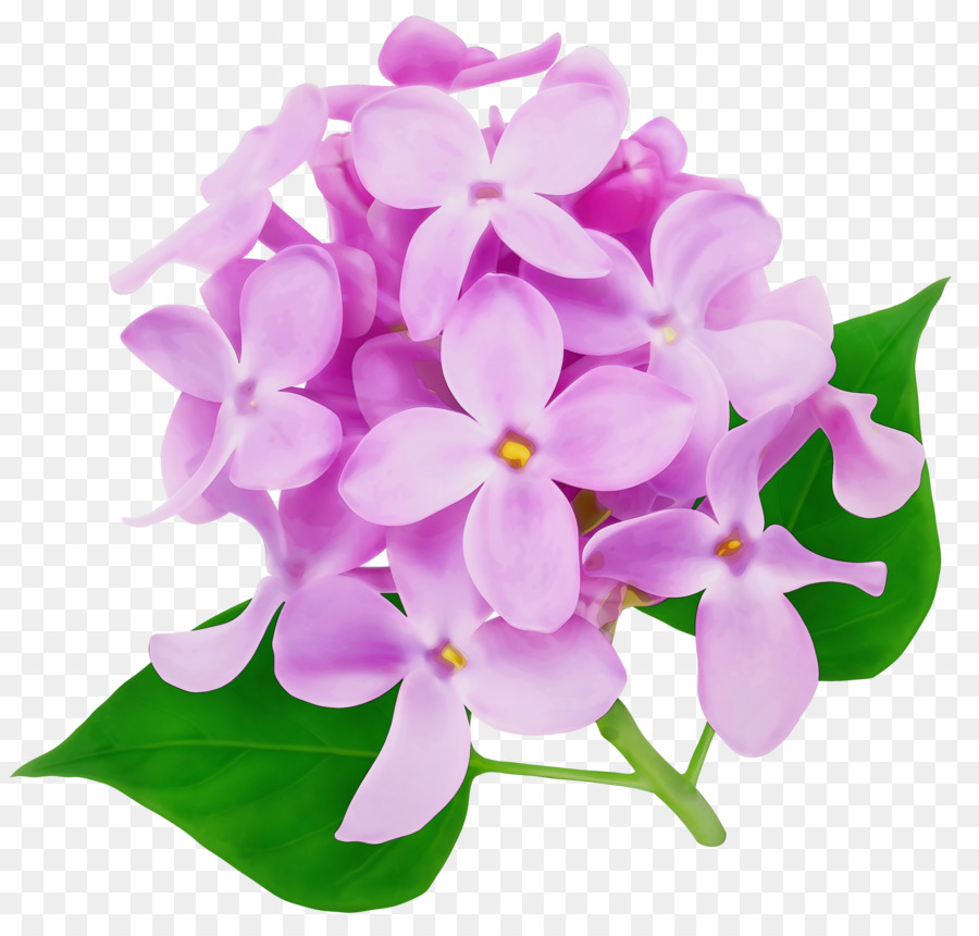 Fleur De Lilas，Feuilles PNG