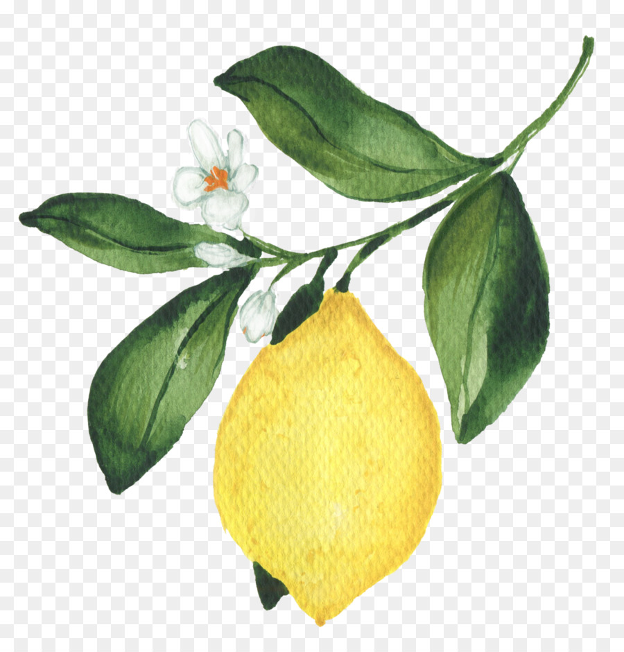 Citron，Citron Doux PNG