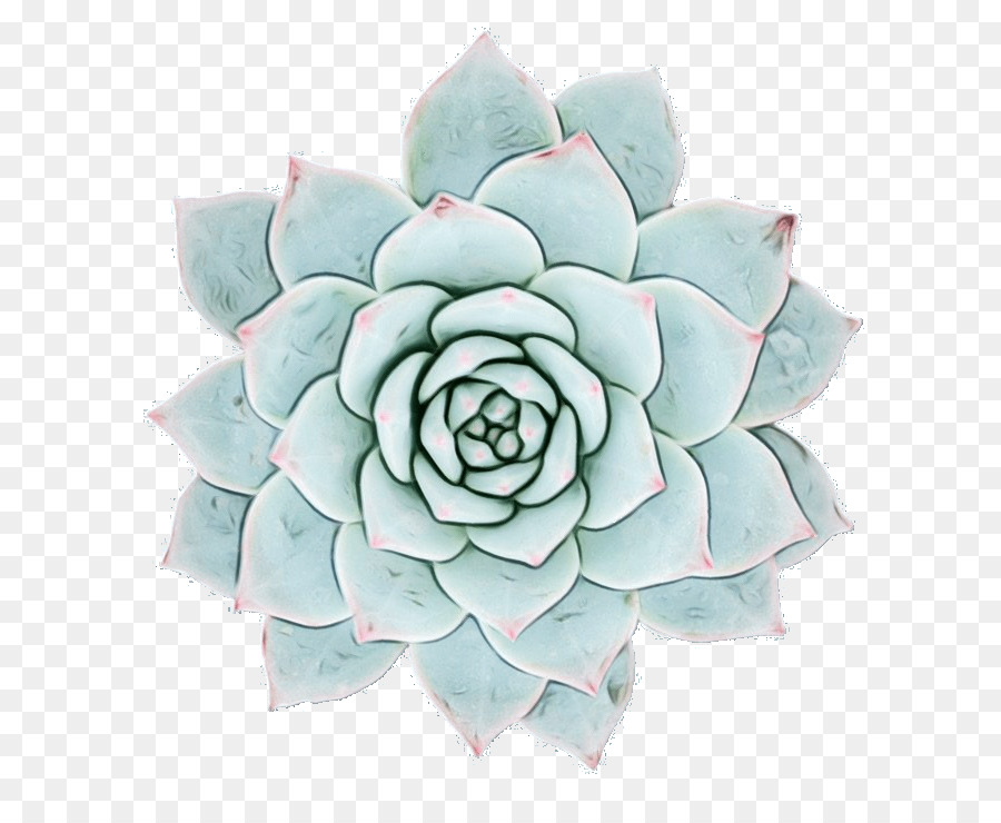 Plante Succulente Bleue，Fleur PNG