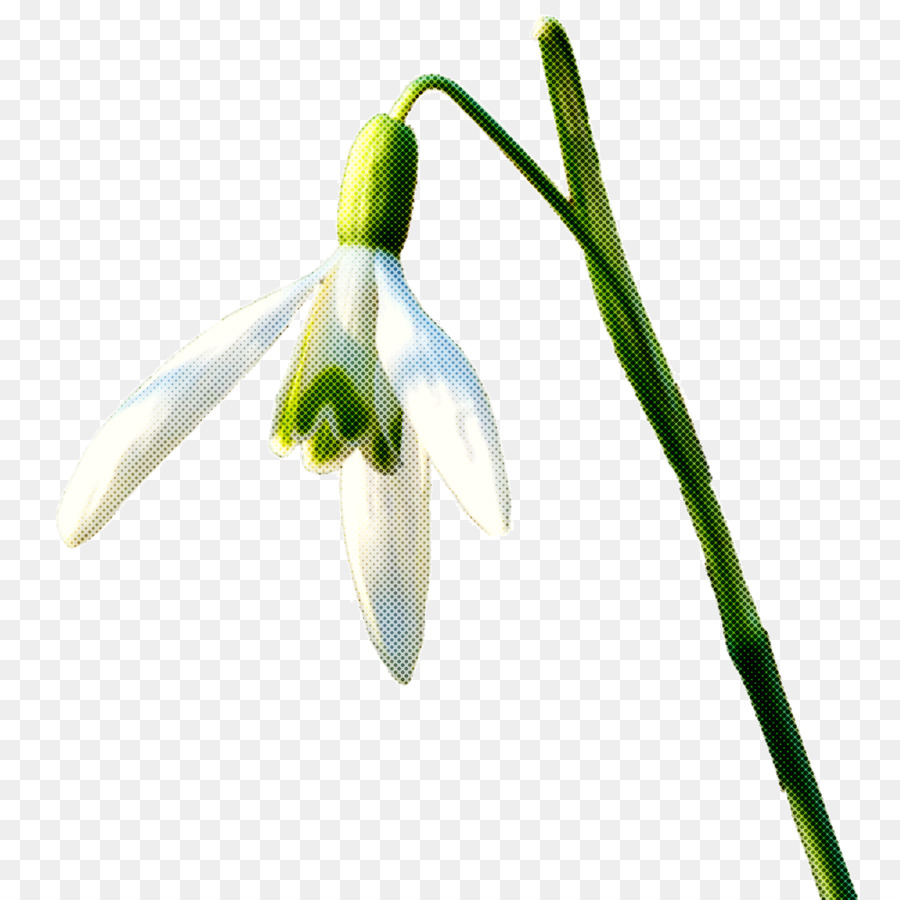 Fleurs Blanches，Tige Verte PNG