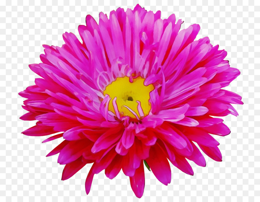 Fleur，Floraison PNG