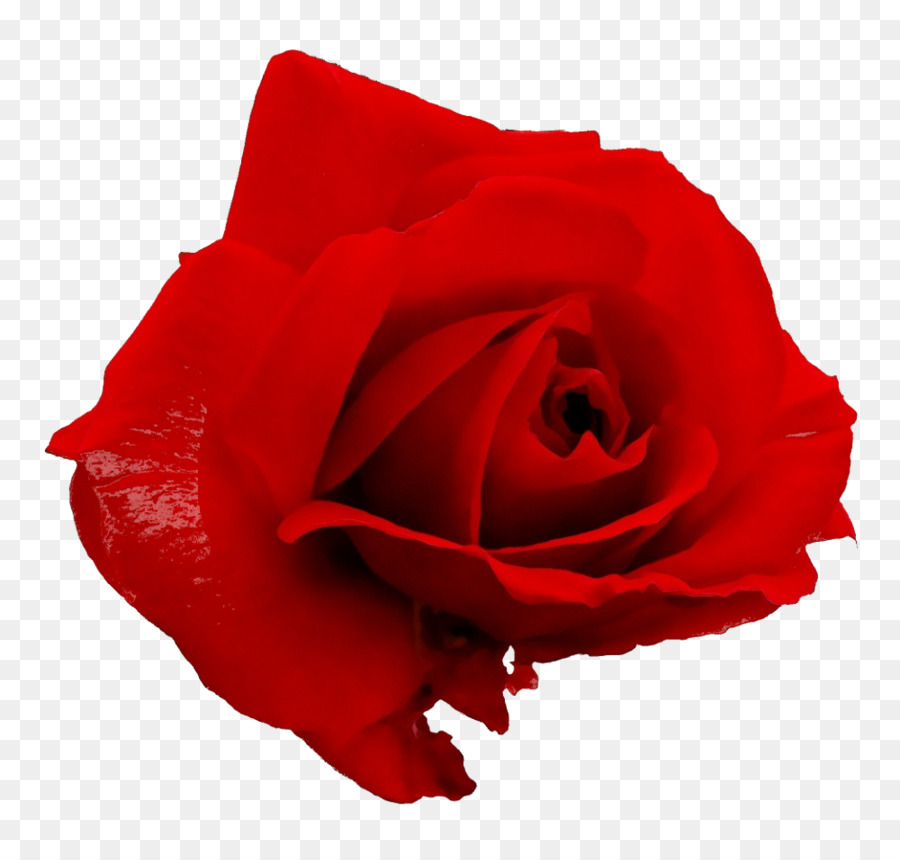 Rose Rouge，Fleurir PNG