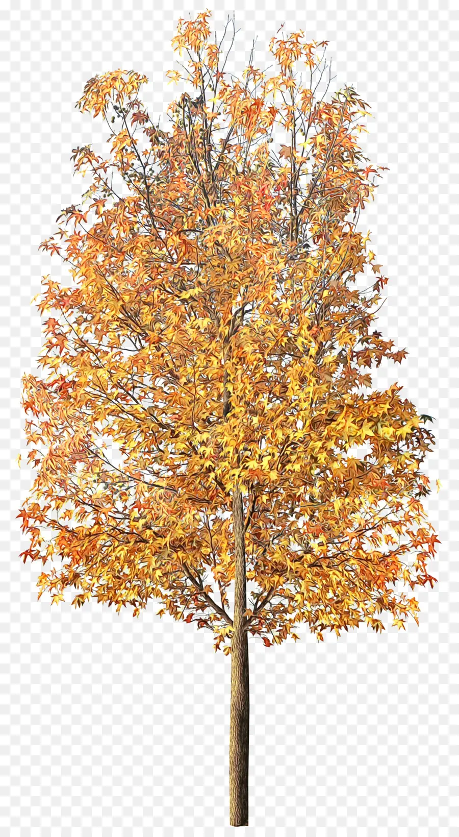 Arbre D'automne，Feuilles PNG