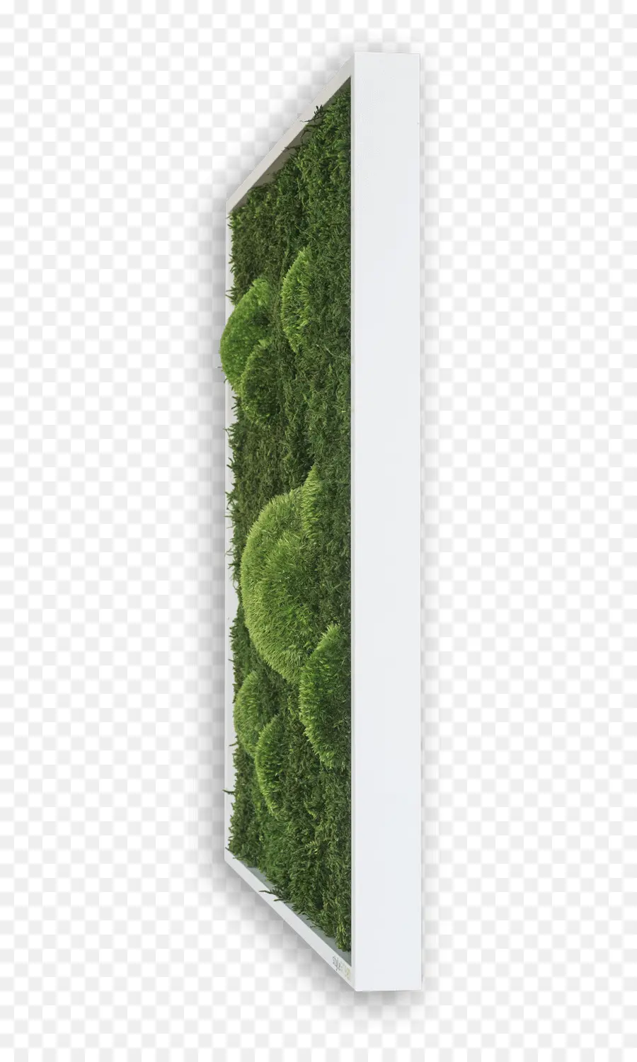 Moss，La Forêt PNG