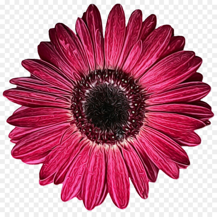 Fleur，Floraison PNG