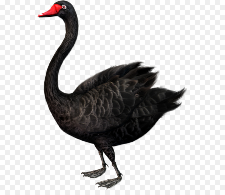 Cygne Noir，Black Swan Théorie PNG