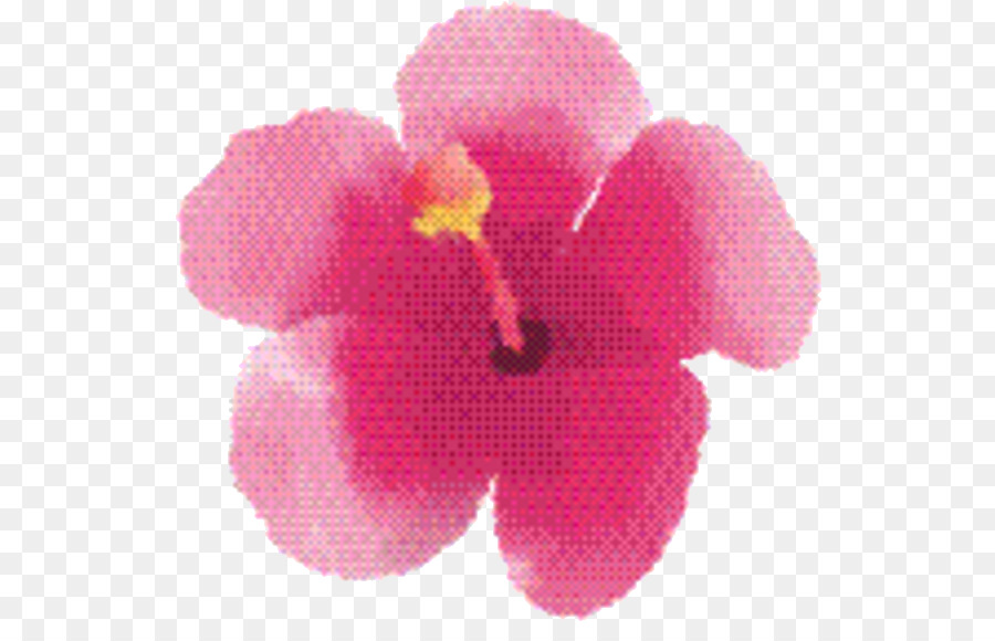 Rosemallows，Les Orchidées PNG