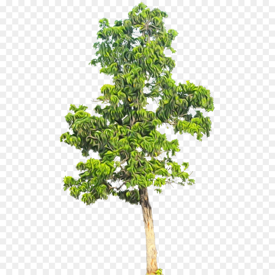 Arbre，Nature PNG