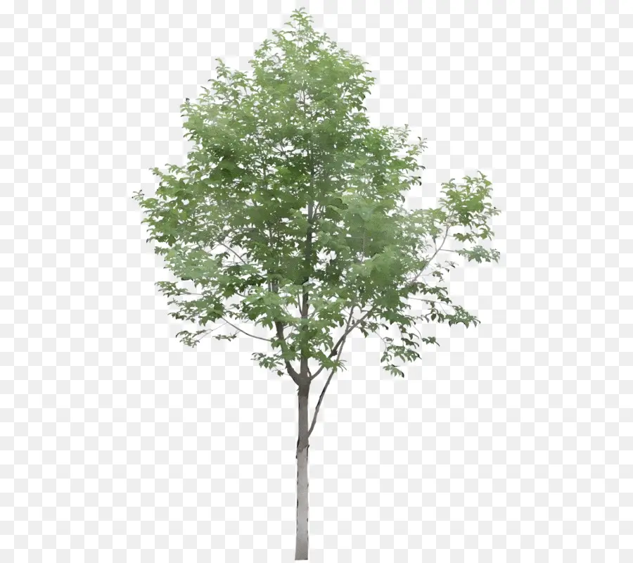 Peuplier Blanc，Arbre PNG