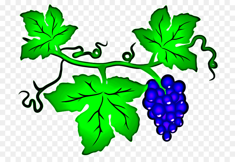 Vigne，Raisin PNG