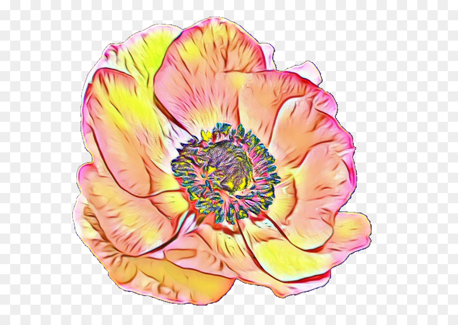 Fleur D'hibiscus，Fleur PNG