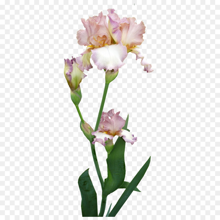 Iris，Les Roses De Jardin PNG