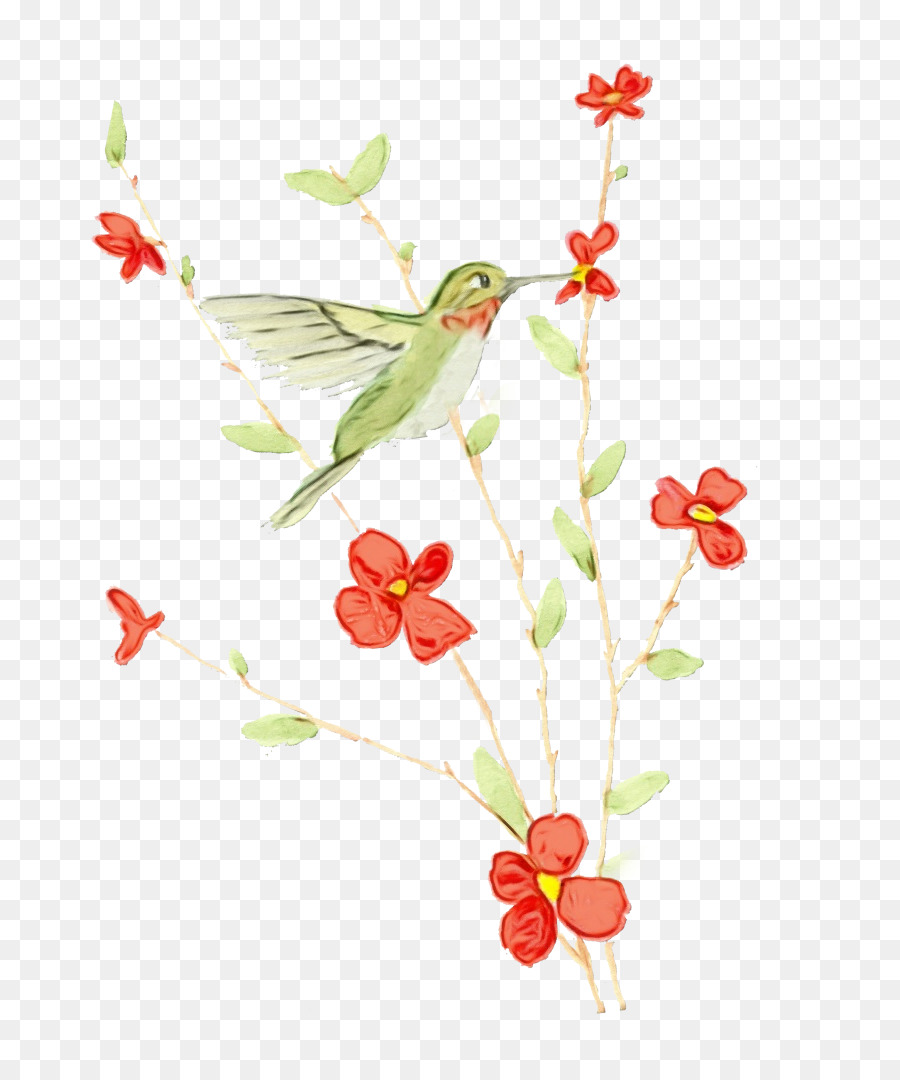 Design Floral，Colibri PNG