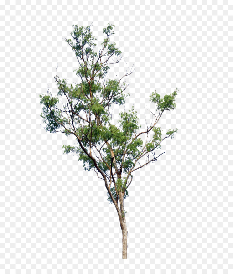 Arbre，Branche PNG