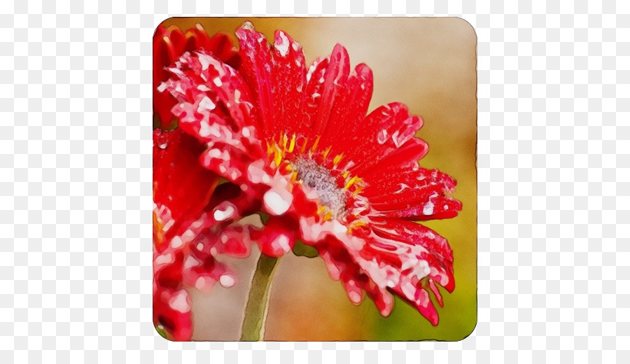 Marguerite Du Transvaal，Fleur PNG