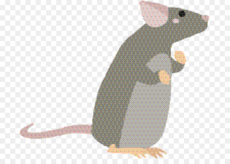 Rat，Loir PNG