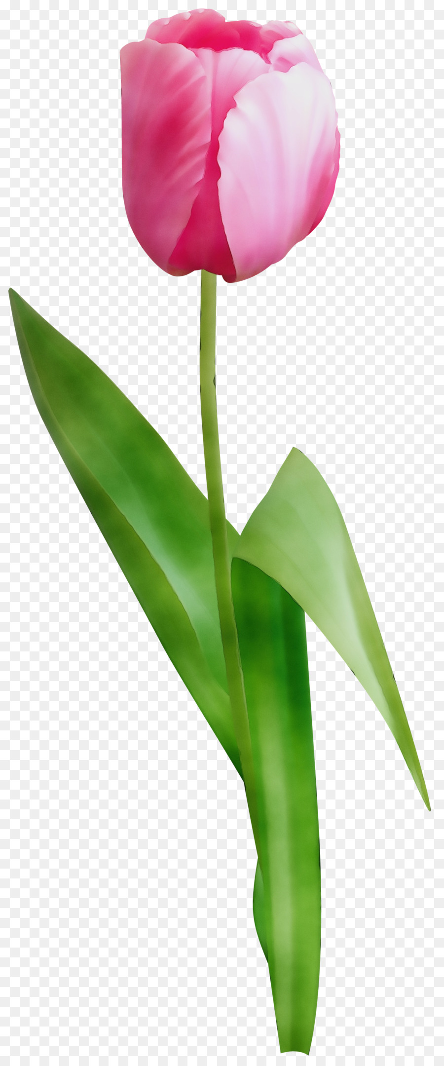 Tulipe Rouge，Tige PNG